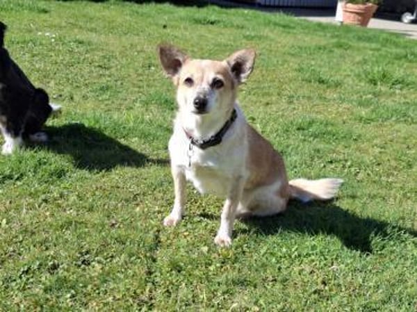 Piccolina, kleine Persönlichkeit sucht