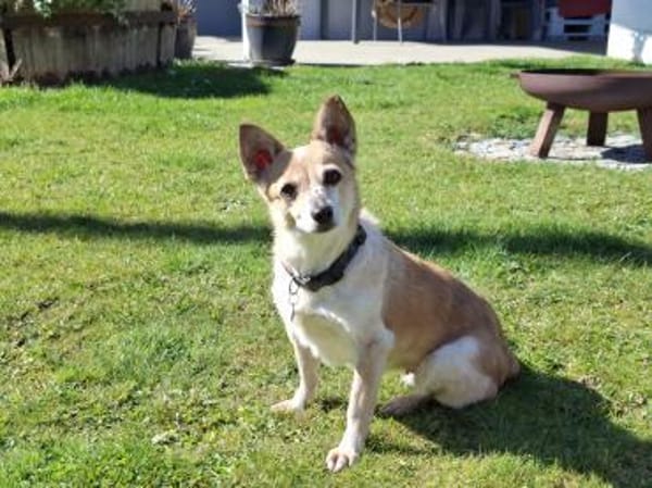 Piccolina, kleine Persönlichkeit sucht