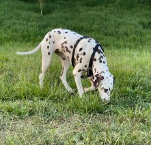 Marshall sucht ein Zuhause