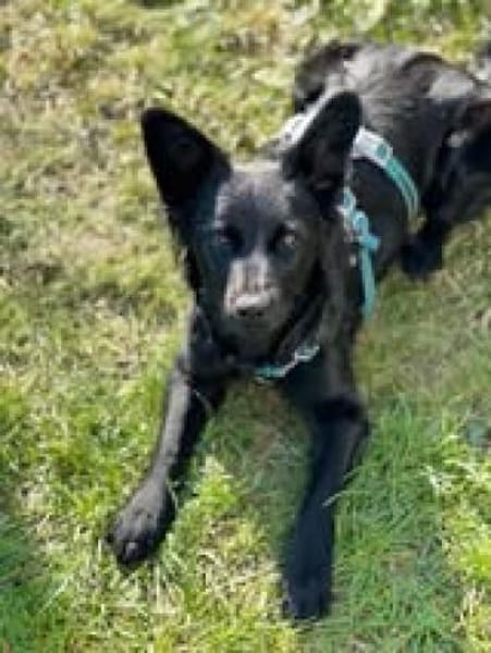 Hope sucht ihr Zuhause 🍀❤