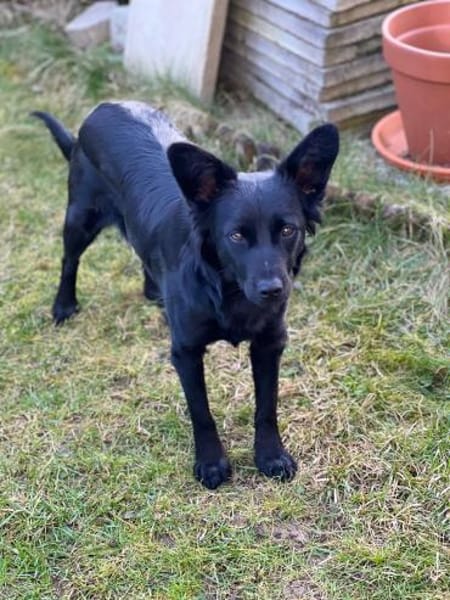 Hope sucht ihr Zuhause 🍀❤