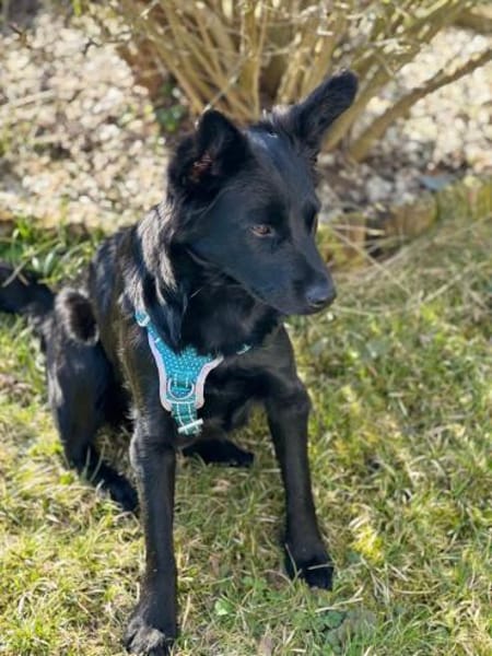 Hope sucht ihr Zuhause 🍀❤