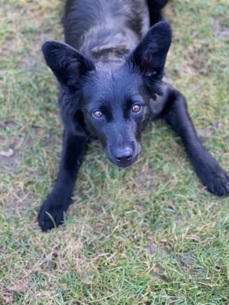 Hope sucht ihr Zuhause 🍀❤