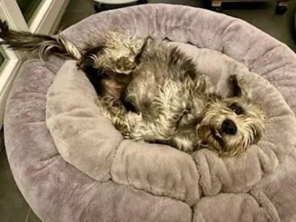 LORENZO - er sucht Paten