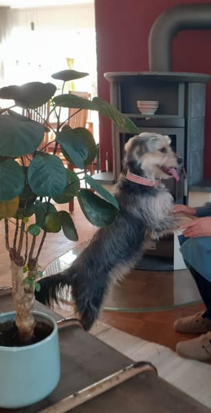 LiLLi😍 sucht 1 neues Zuhause🙏 NOTFALL