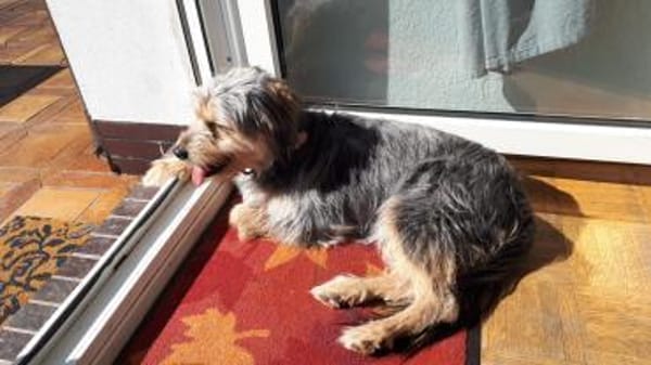 LiLLi😍 sucht 1 neues Zuhause🙏 NOTFALL