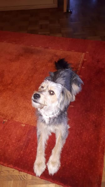 LiLLi😍 sucht 1 neues Zuhause🙏 NOTFALL