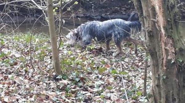 LiLLi😍 sucht 1 neues Zuhause🙏 NOTFALL