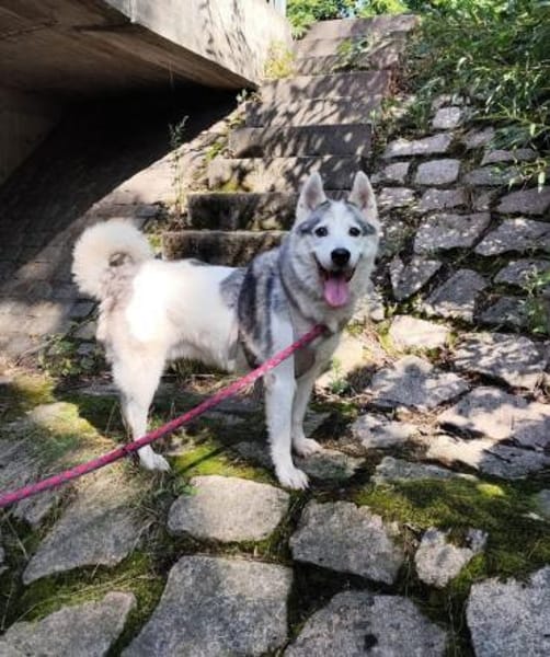 Laika-Dame MiRTA⭐🍀 wartet auf dich!