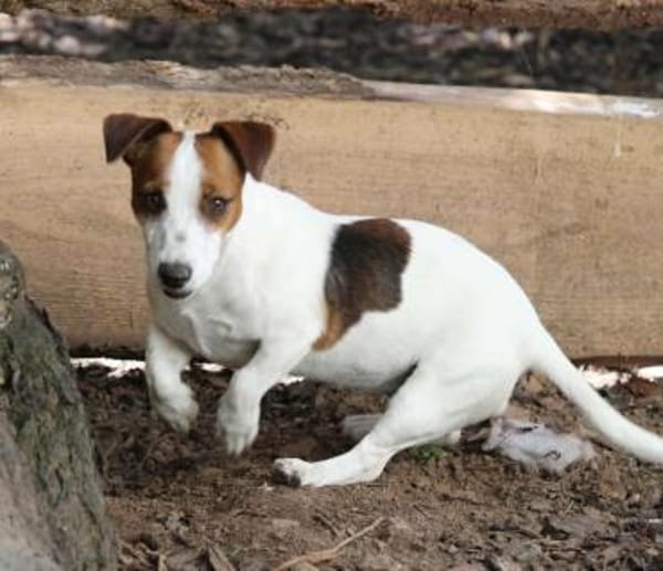 Giorgia, Pflegestelle in Hessen