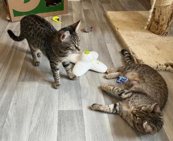 Dina u. Daisy suchen ein Zuhause