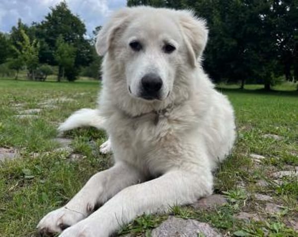 Klara sucht eine neue Familie