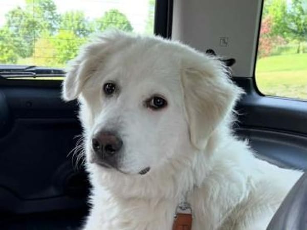 Klara sucht eine neue Familie