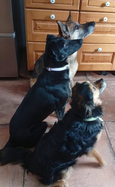 Luana sucht ihre Menschen