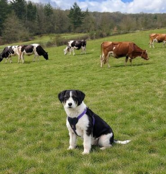 Hetti unser Herzchen