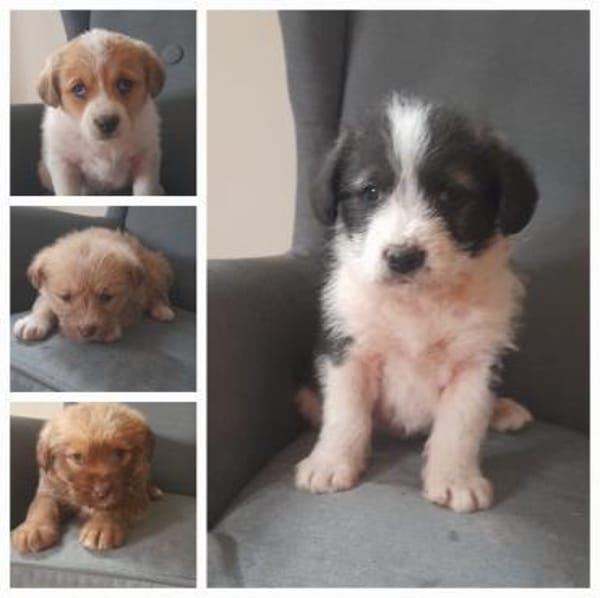 Hetti unser Herzchen