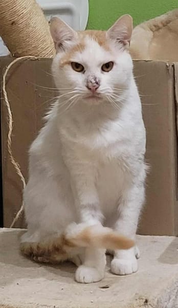 Großer Bär Guliver - sehr dringend!