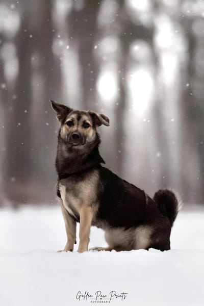 San - Die Feinfühlige