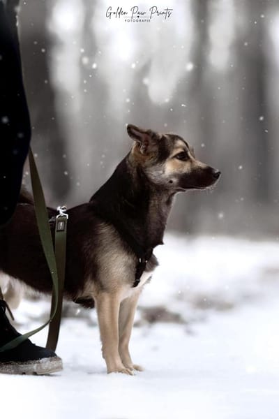 San - Die Feinfühlige