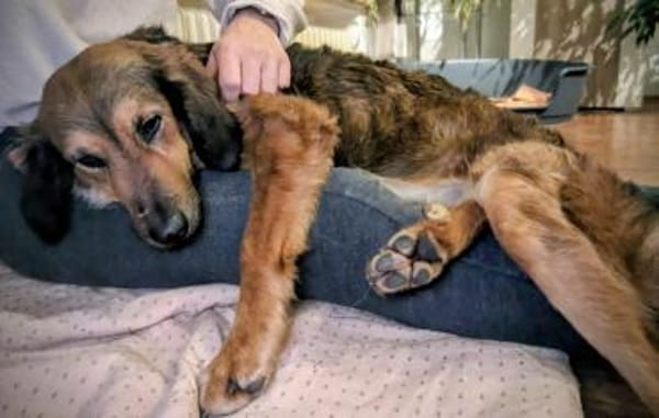 Roma 🧡 auf Pflegestelle in Deutschland