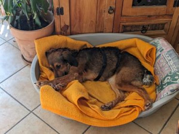 Roma 🧡 auf Pflegestelle in Deutschland