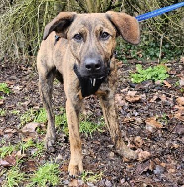 Woody wartet im Tierheim Sulzbach