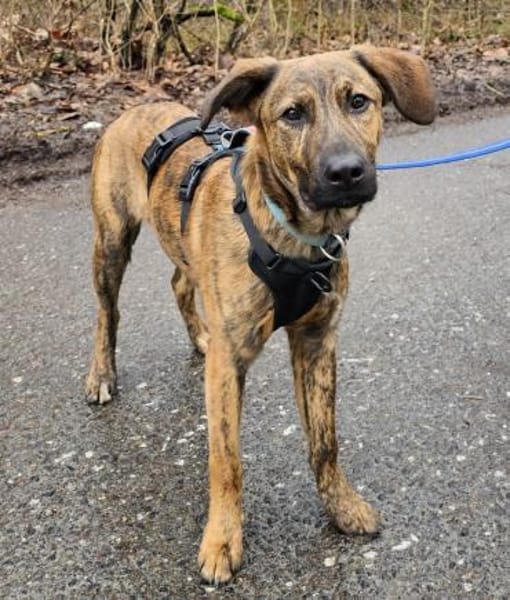 Woody wartet im Tierheim Sulzbach