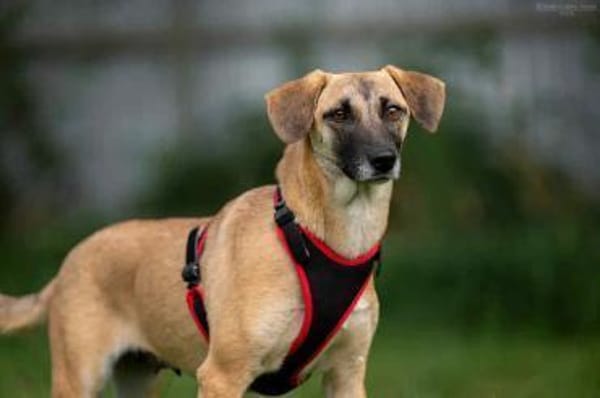 Verschmuste Lika sucht warmes Körbchen