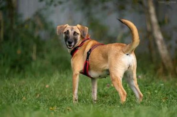 Verschmuste Lika sucht warmes Körbchen