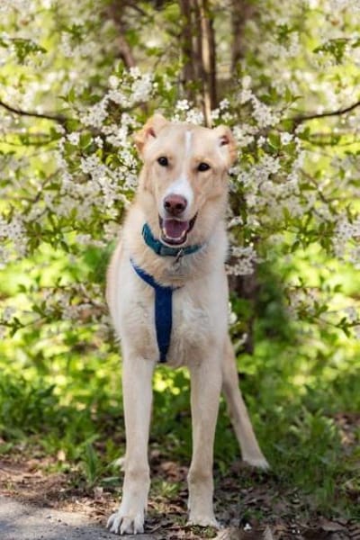 Freundlicher Altaj sucht sein Zuhause