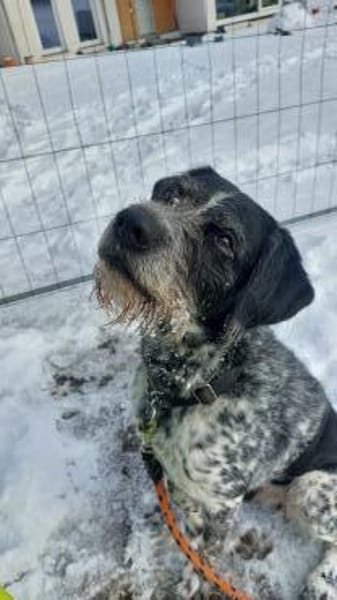 Findus - liebt Spurensuche