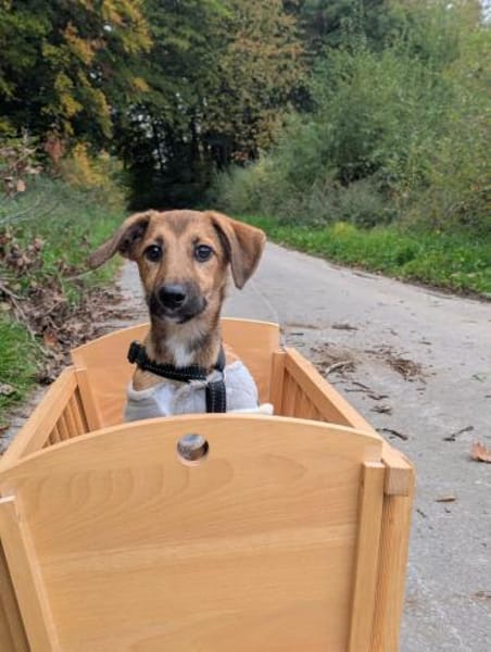 Sonnenschein Tapi mit Handicap