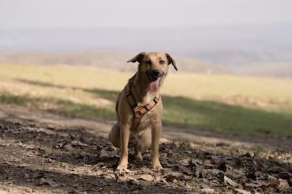 Sonnenschein Tapi mit Handicap