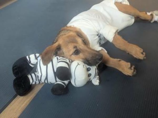 Sonnenschein Tapi mit Handicap