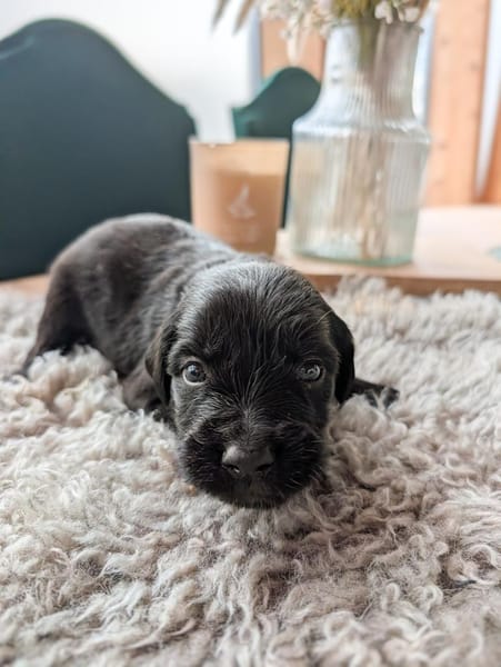 Regenbogenwelpen suchen ihr Zuhause