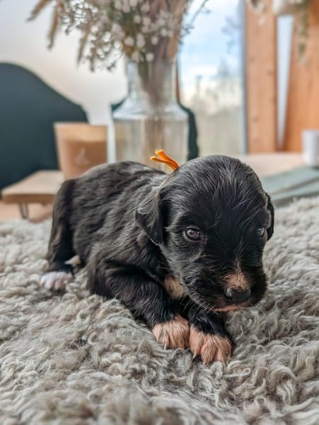 Regenbogenwelpen suchen ihr Zuhause