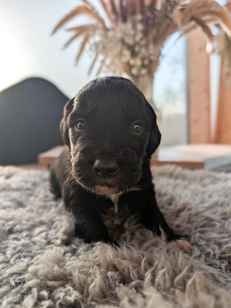 Regenbogenwelpen suchen ihr Zuhause