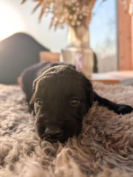 Regenbogenwelpen suchen ihr Zuhause