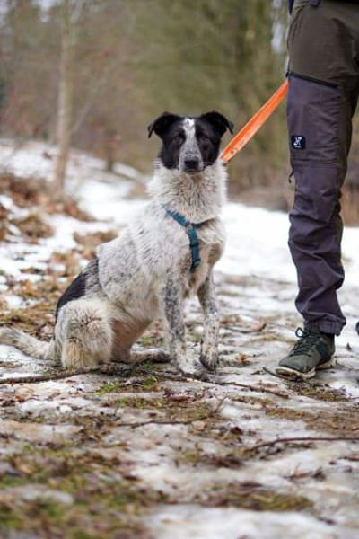 Alva braucht ganz viel Liebe 🍀