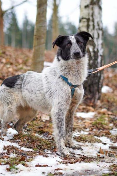 Alva braucht ganz viel Liebe 🍀