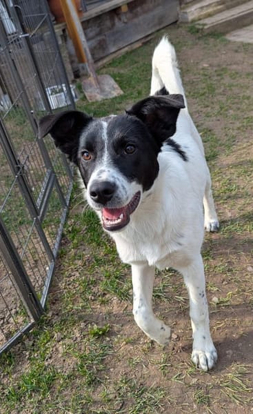 Ela sucht liebevolles Zuhause