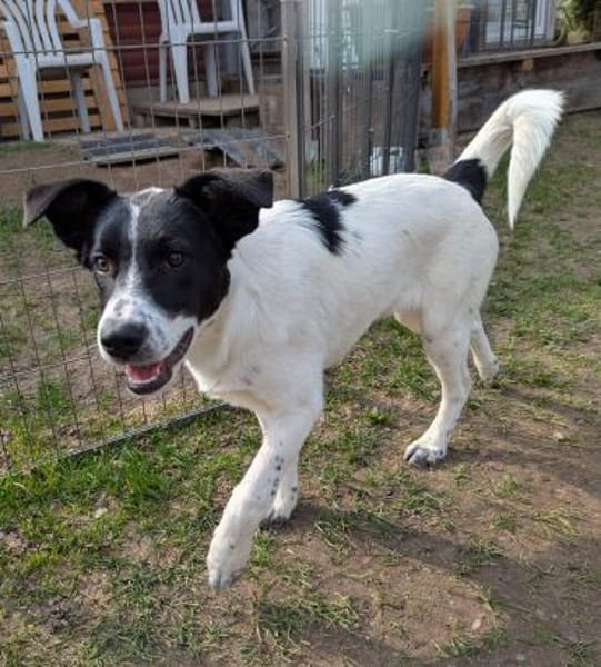 Ela sucht liebevolles Zuhause