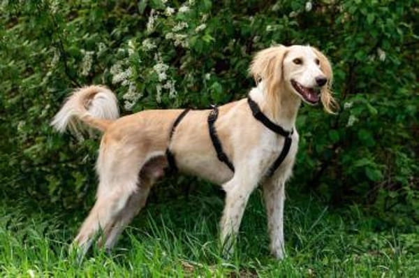 Aktiver Richard sucht seine Familie