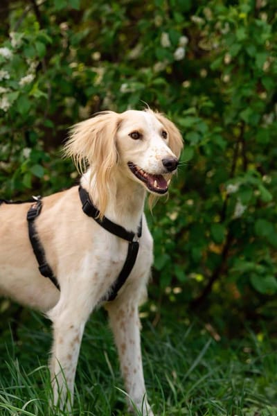 Aktiver Richard sucht seine Familie