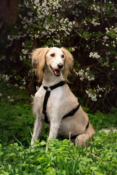 Aktiver Richard sucht seine Familie