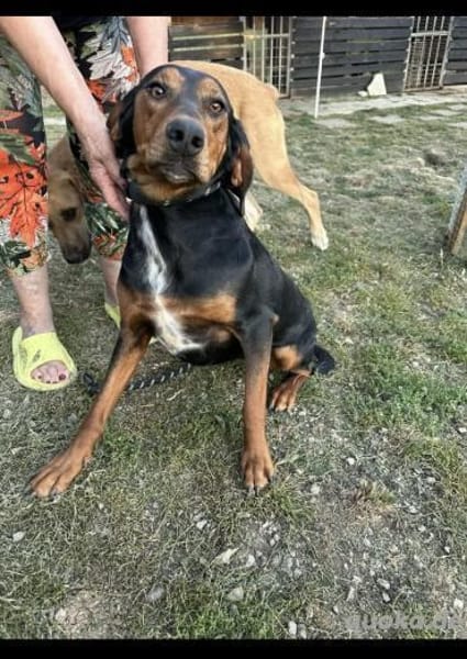 Soziale Soraya 5.23 auf der suche