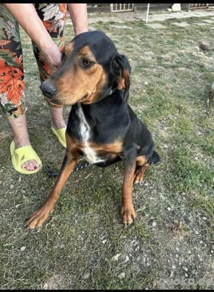 Soziale Soraya 5.23 auf der suche