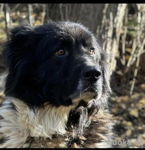 Petko 12/20 ist auf der Suche