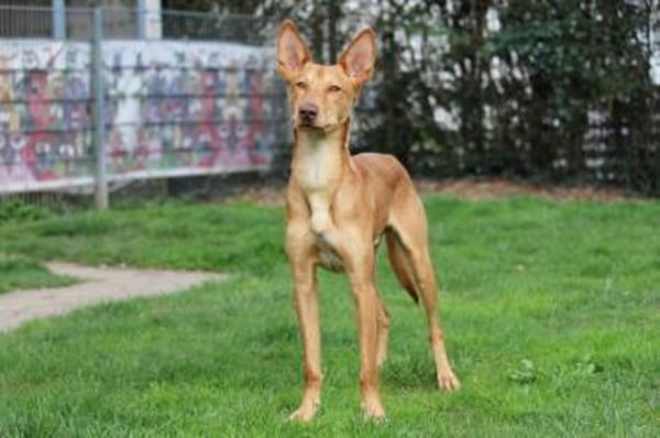 Baco - der badische Don Juan