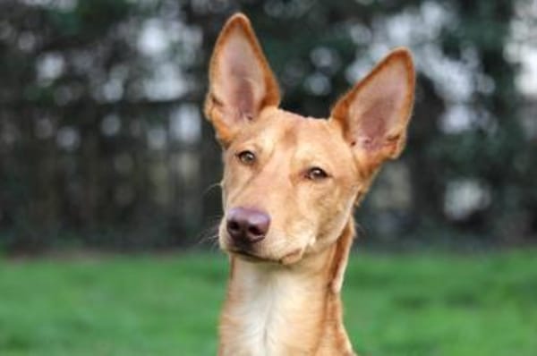 Baco - der badische Don Juan